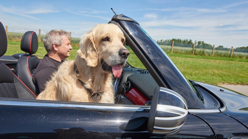 hond-in-de-auto-gocar