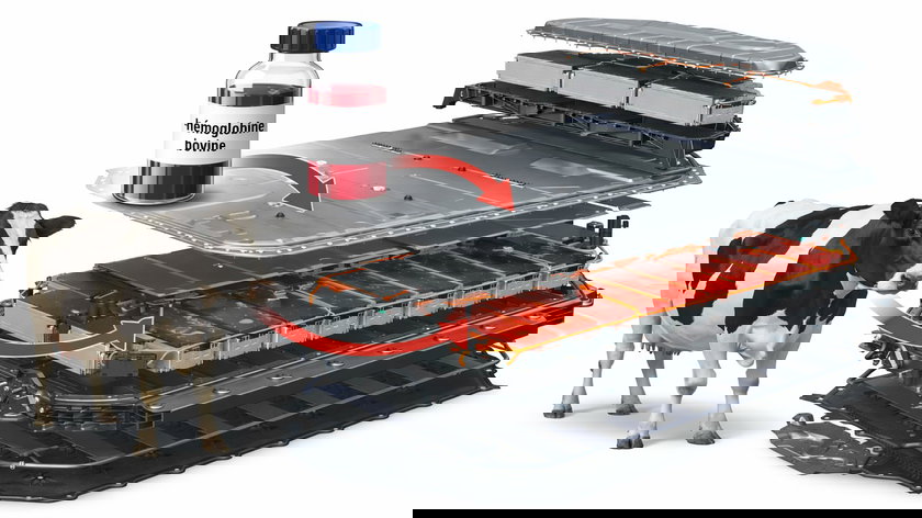 La vache comme ingrédient pour la batterie du futur ?