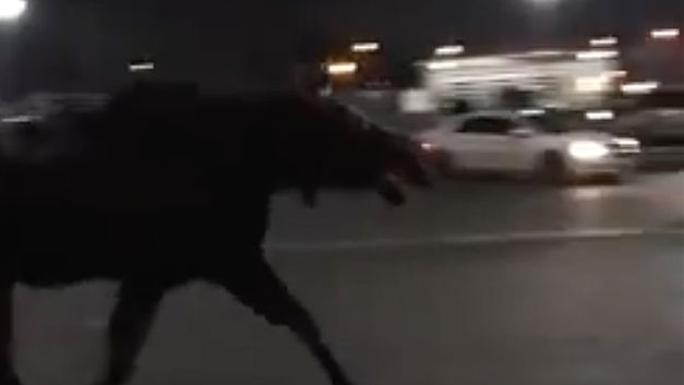 Wilde eland volgt geen politie-­instructies (+VIDEO)