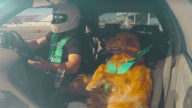 Zo baasje … Zo hond