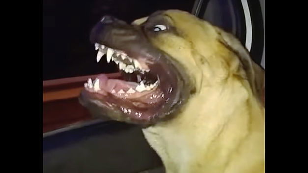 Ook deze hond houdt van autorijden…