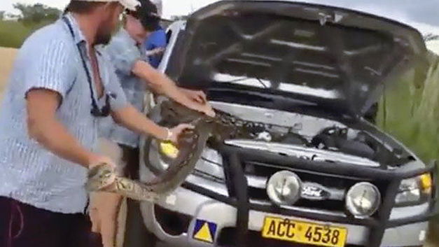 Een enorme python onder je motorkap…