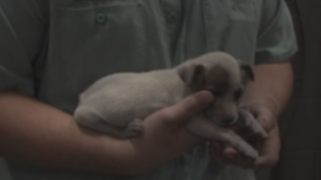 Un chiot bloqué dans un compartiment moteur