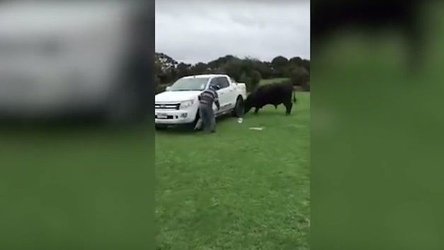 Ce vieil homme défie un taureau pour sauver son véhicule!