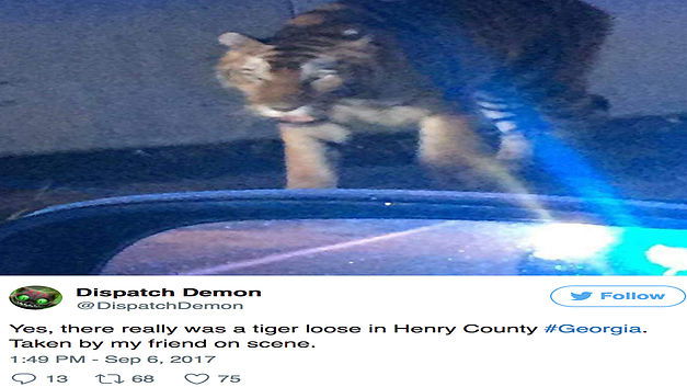 Un tigre se balade dans le quartier!