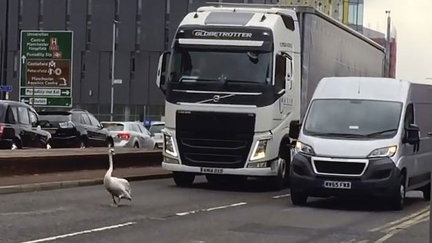 Attention, route bloquée, passage de cygnes!