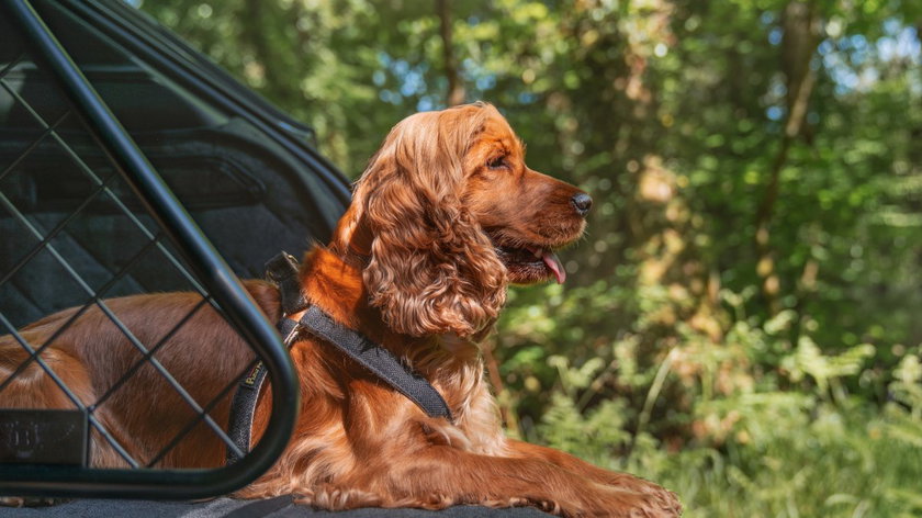Pet accessories - -3